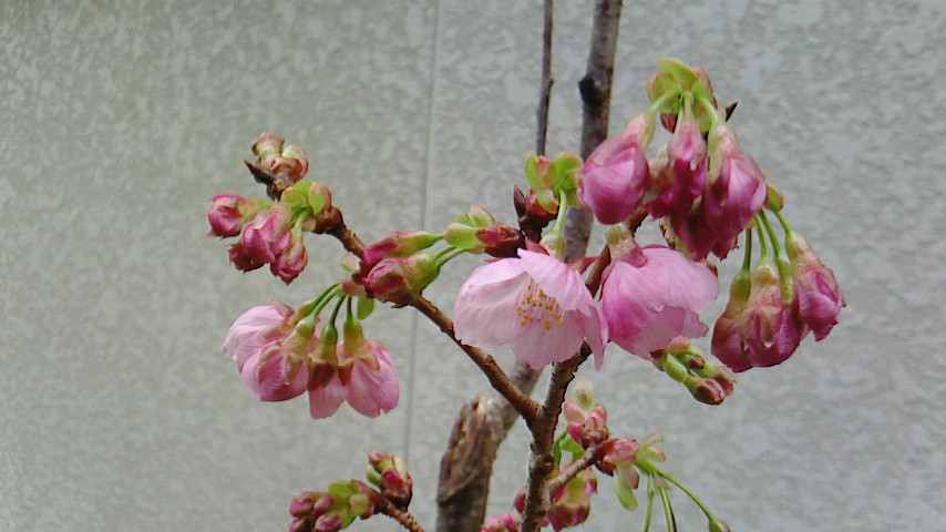 2015032108020000sakura.jpg