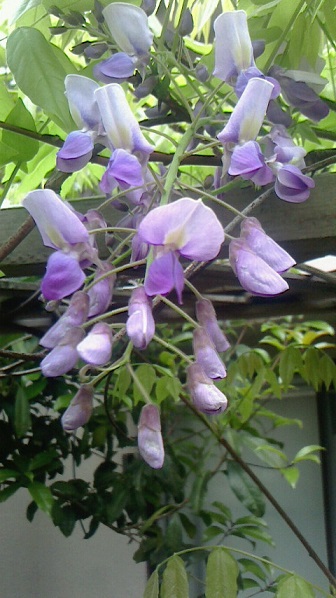 2016041108150000hujinohana.jpg